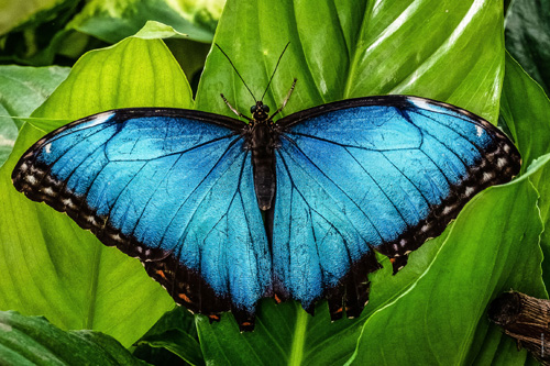 Blauer Schmetterling auf grünem Blatt.